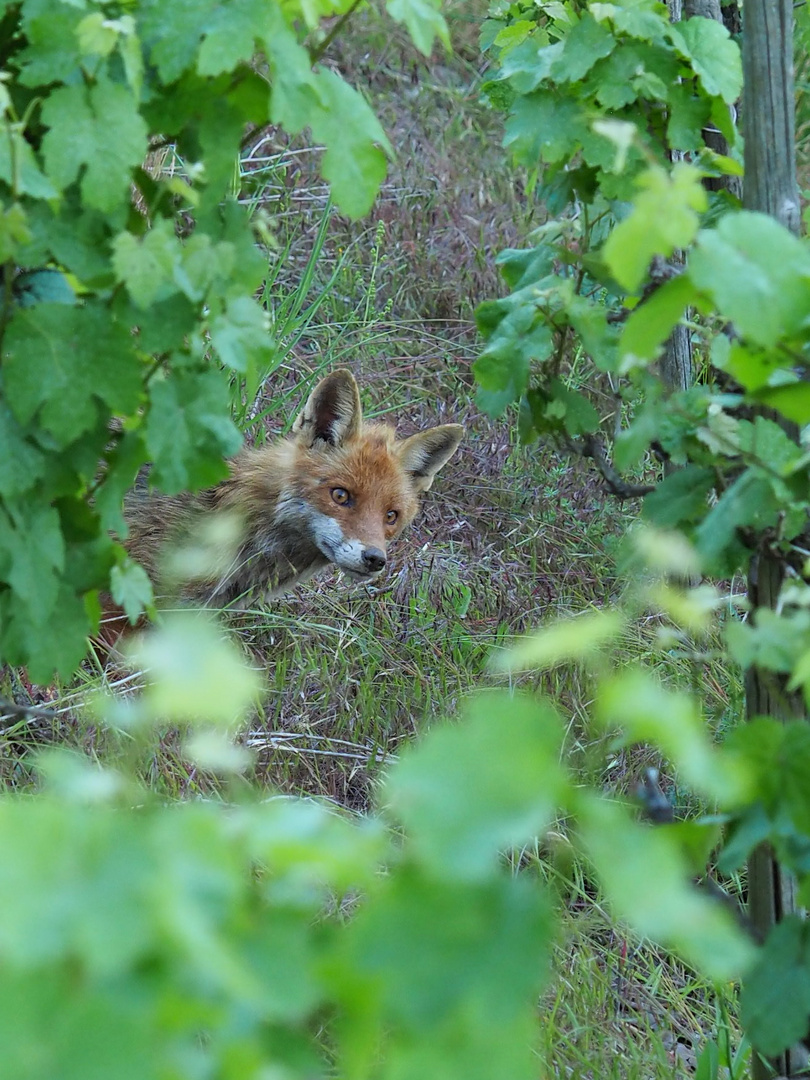 Neugieriger Fuchs