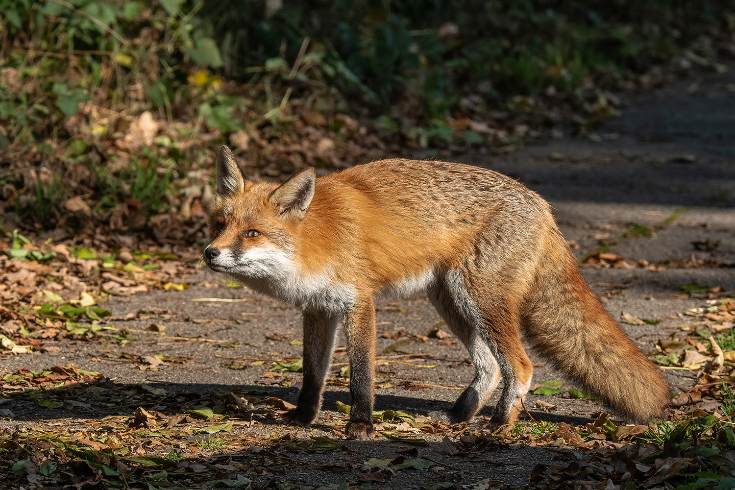 Neugieriger Fuchs