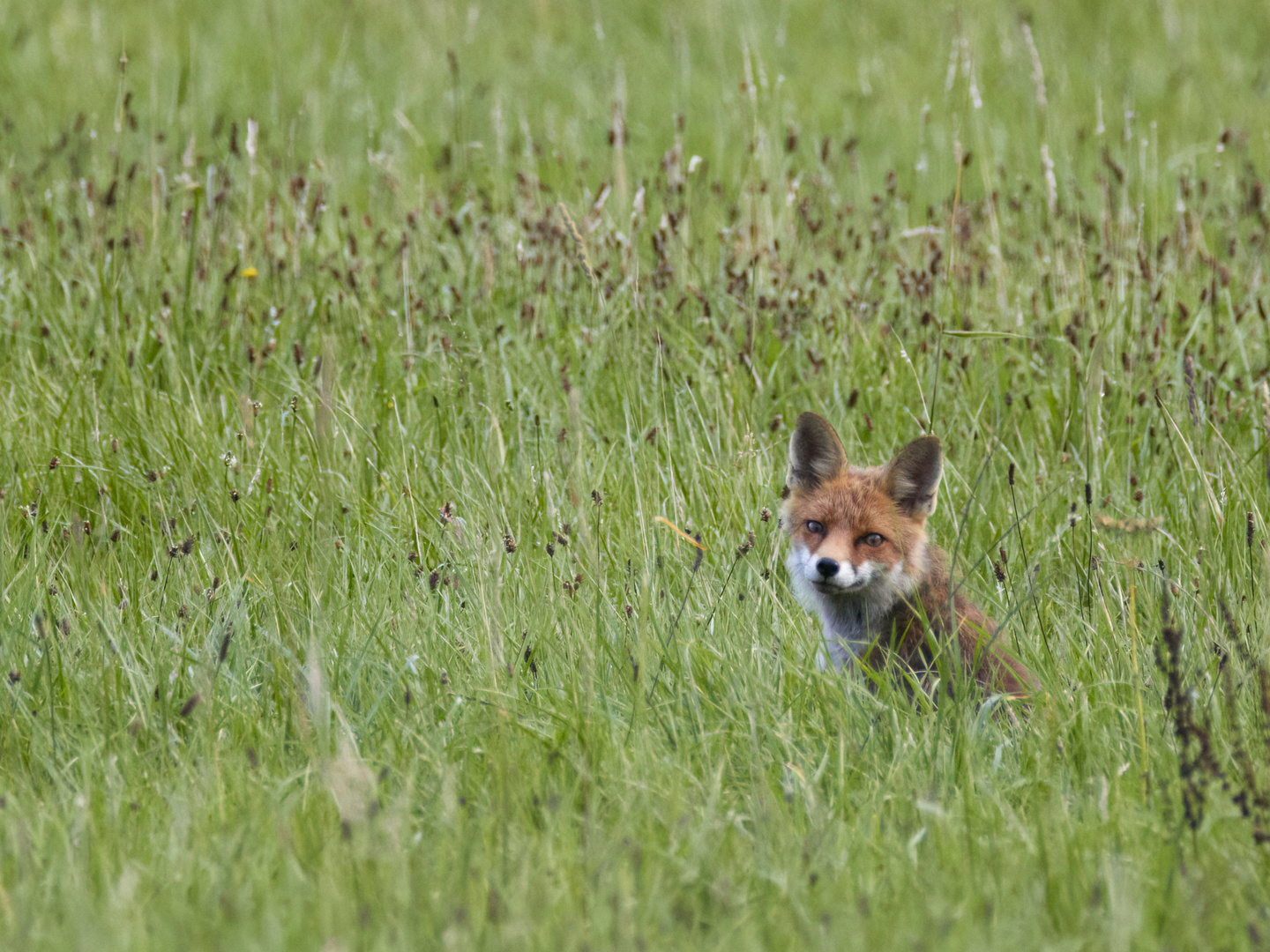 neugieriger Fuchs