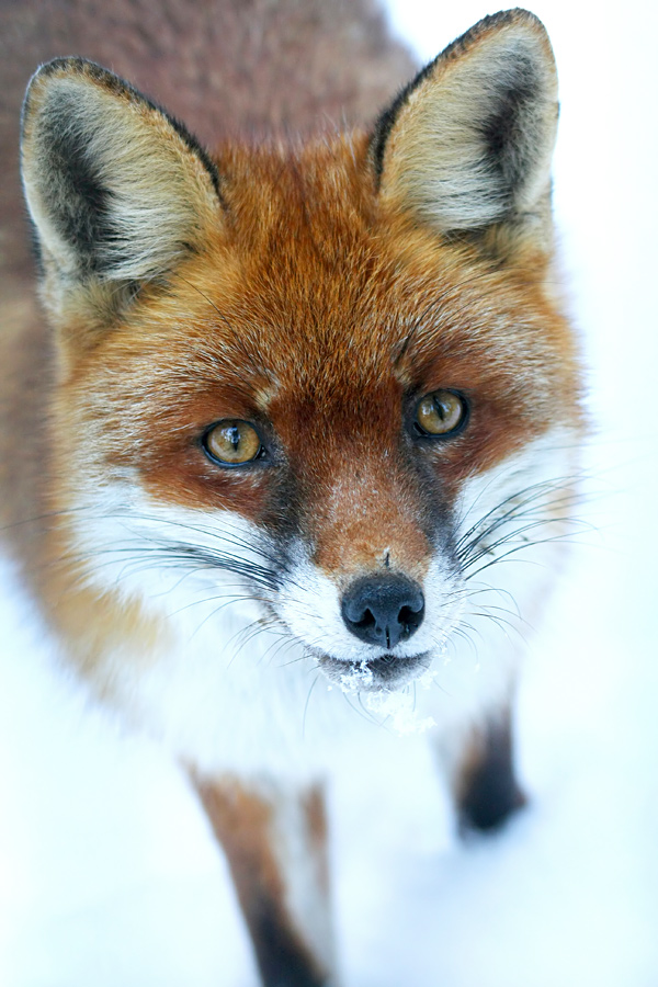 neugieriger Fuchs im Schnee