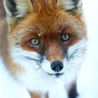 neugieriger Fuchs im Schnee