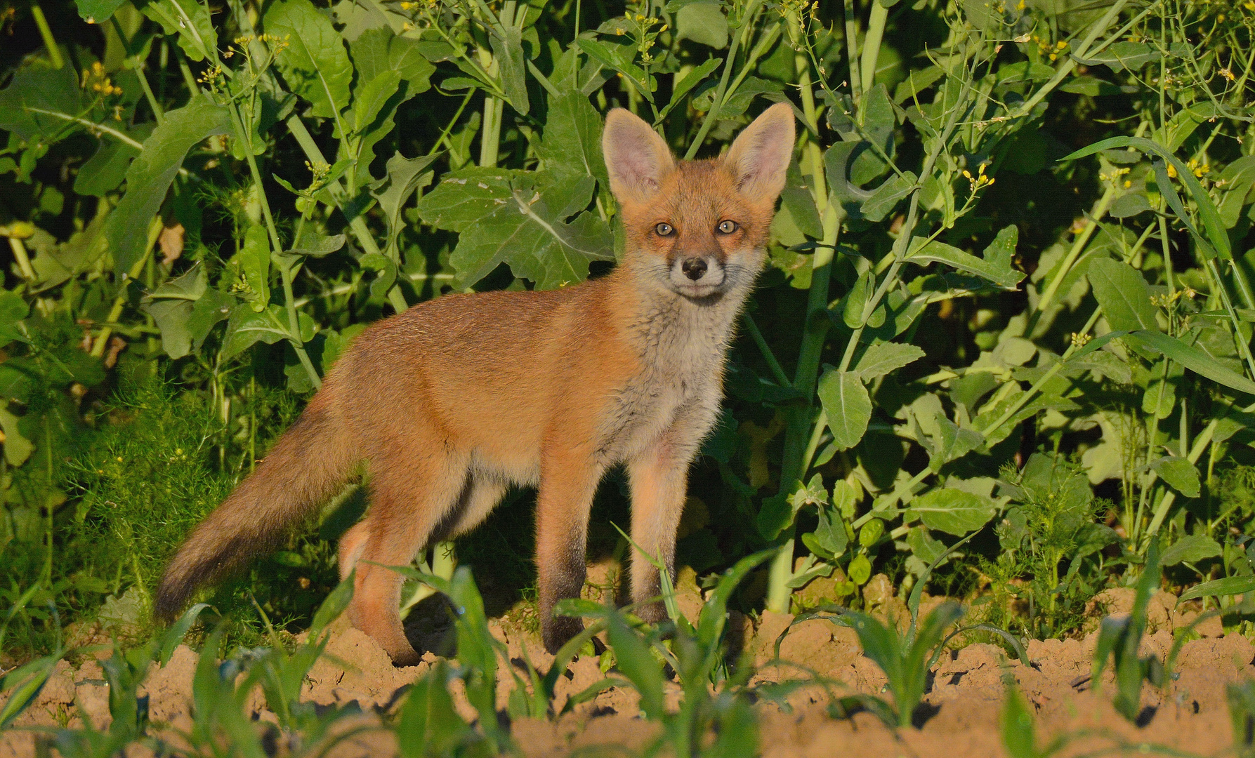  Neugieriger Fuchs Welpe am Rande eines Rappsfeldes