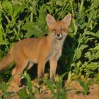  Neugieriger Fuchs Welpe am Rande eines Rappsfeldes