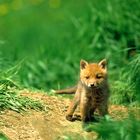 Neugieriger Fuchswelpe