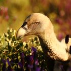 neugieriger Gänsegeier im Schopflavendel