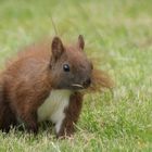 Neugieriger Gartenbesucher