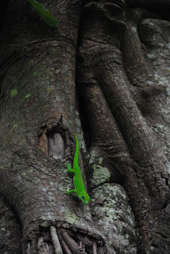 Neugieriger Gecko