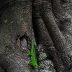 Neugieriger Gecko