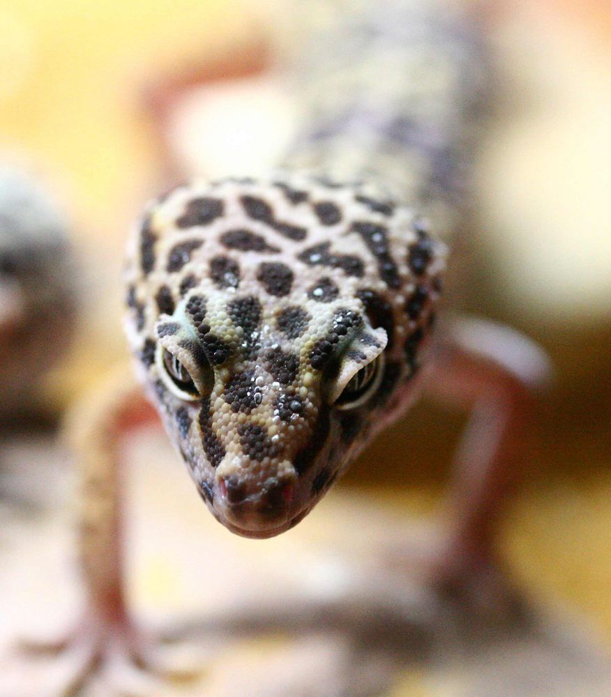 Neugieriger Gecko