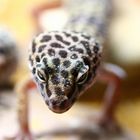 Neugieriger Gecko