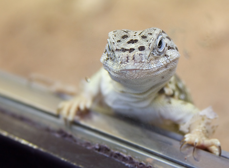 neugieriger Gecko - Leipziger Zoo