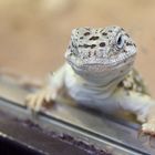neugieriger Gecko - Leipziger Zoo