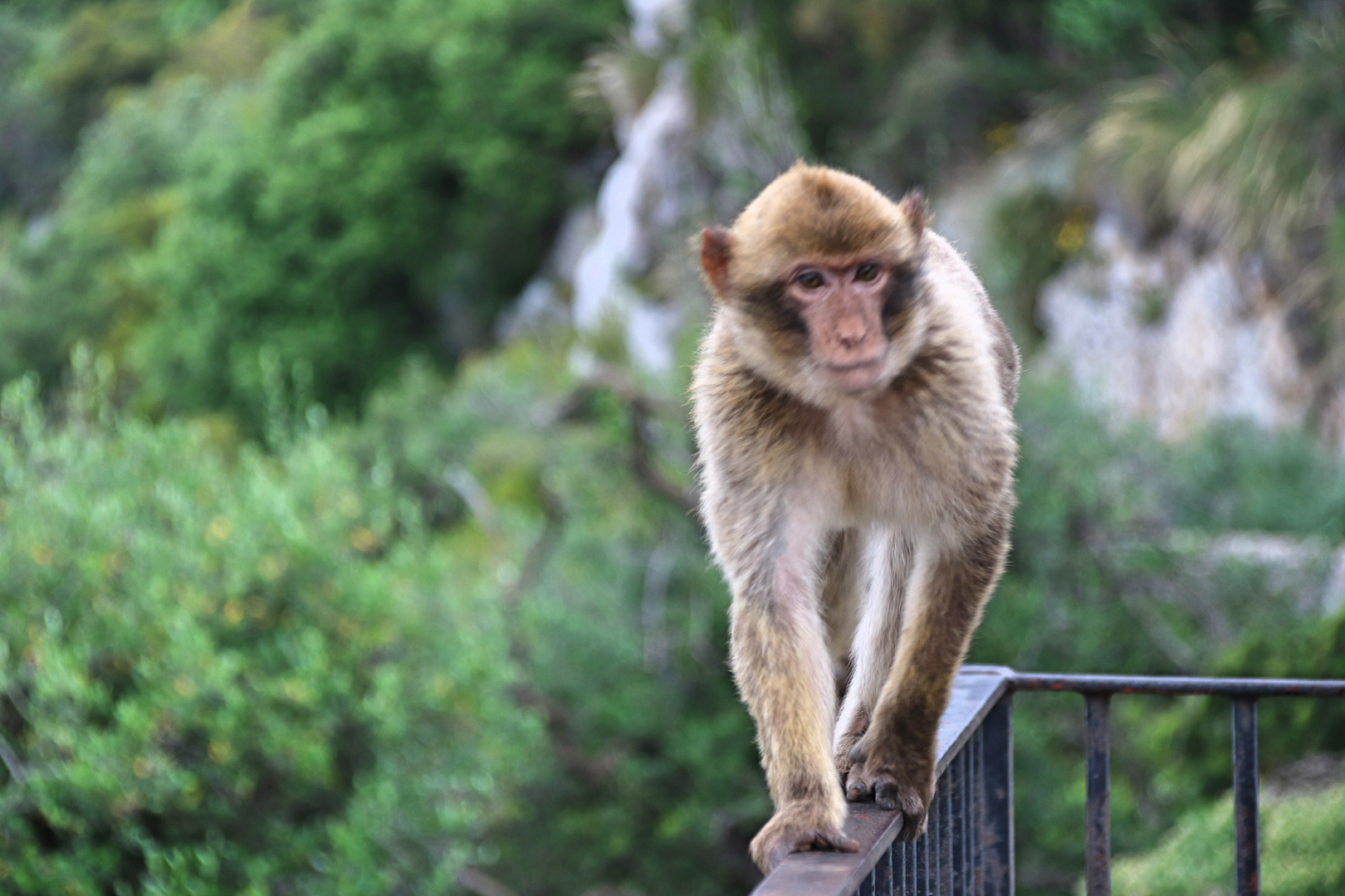 neugieriger Gibraltaraffe