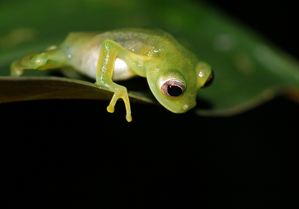 Neugieriger Glasfrosch