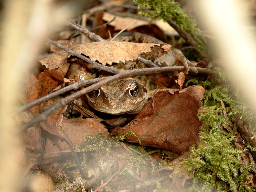 Neugieriger Grasfrosch