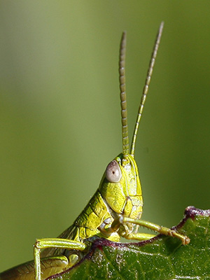 Neugieriger Grashüpfer