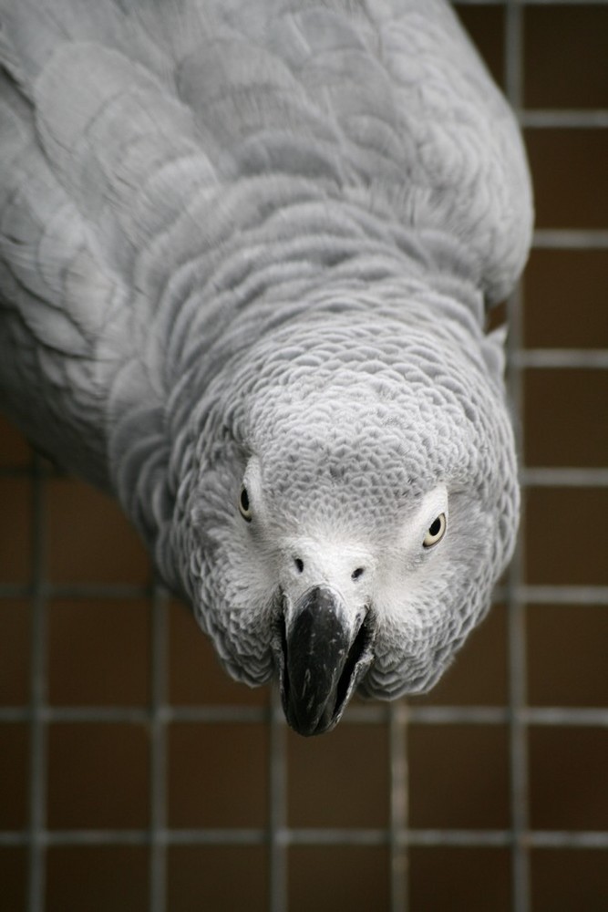 neugieriger Graupapagei