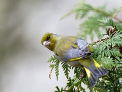 Neugieriger Grünfink