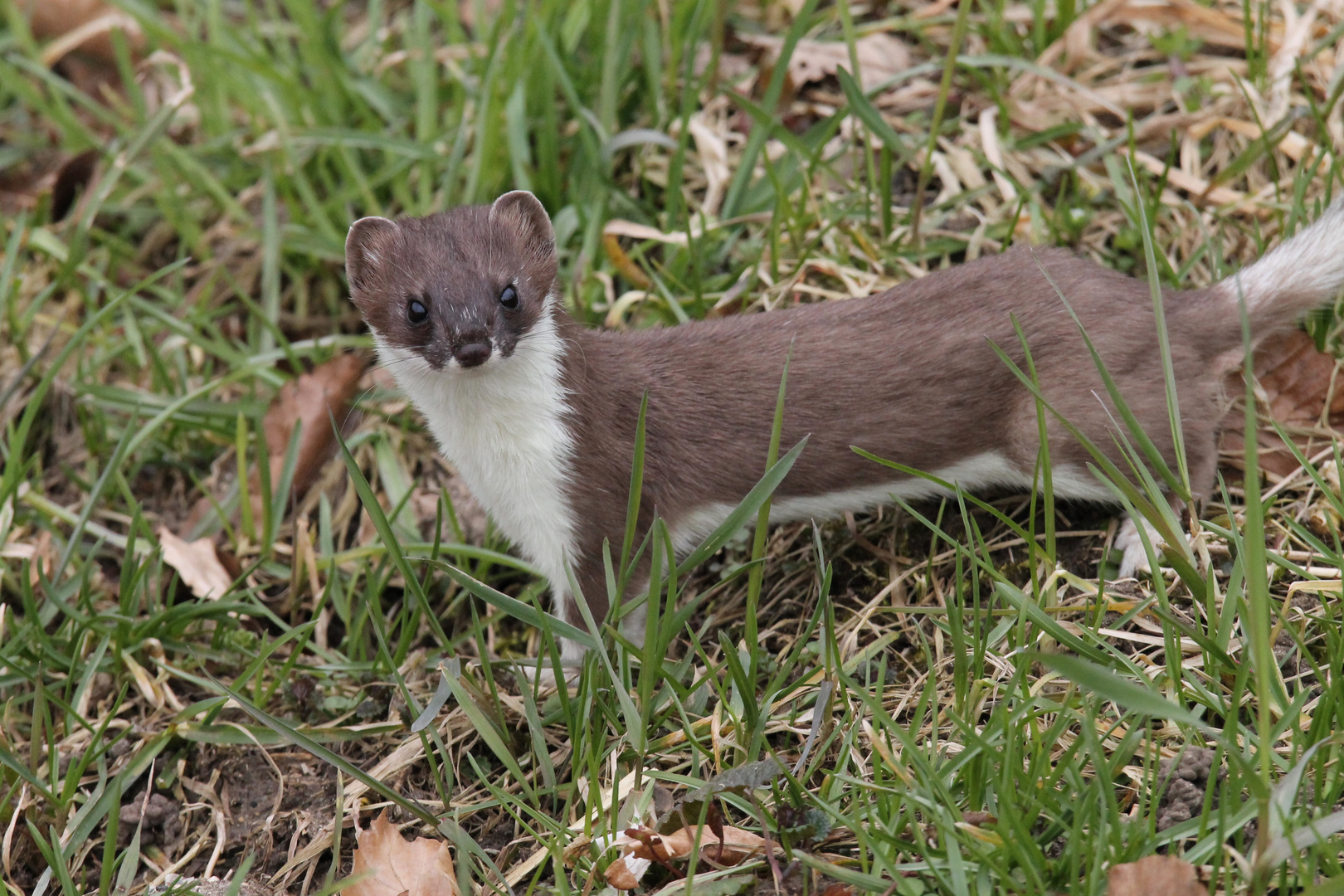 neugieriger Hermelin