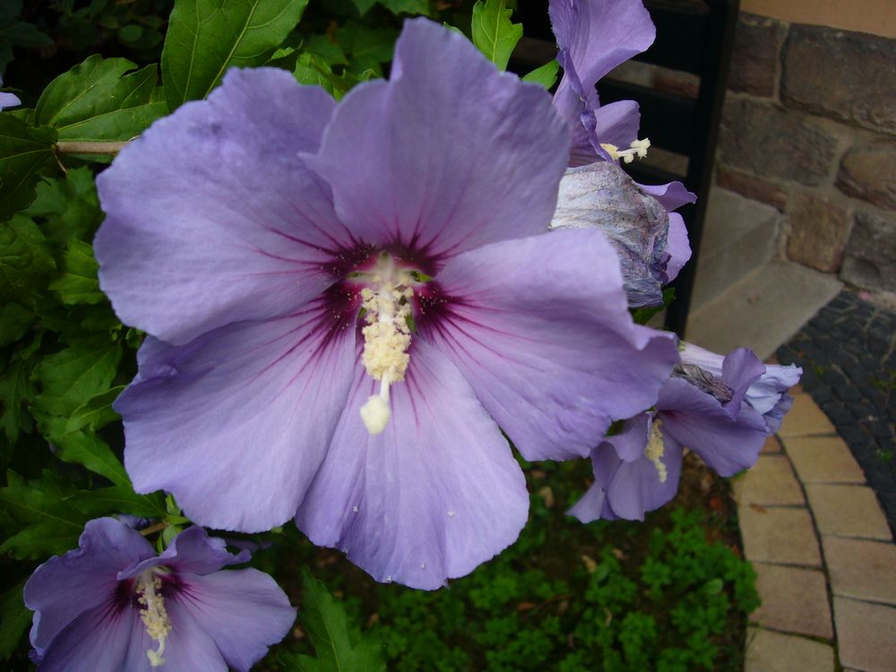 Neugieriger Hibiscus