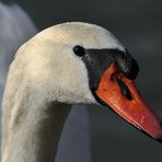 Neugieriger Höckerschwan