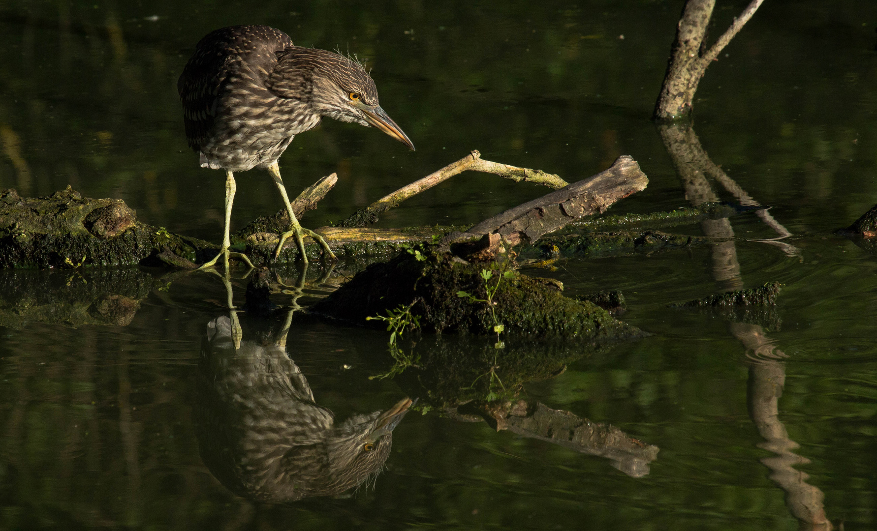 neugieriger hungriger Jungvogel 