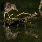 neugieriger hungriger Jungvogel 