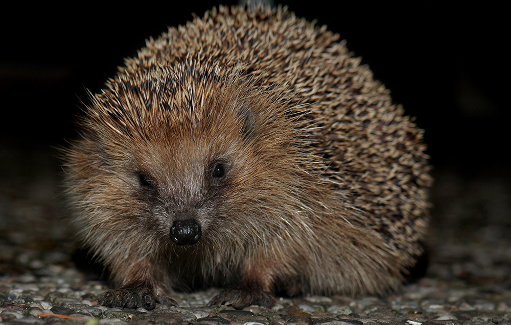 Neugieriger Igel