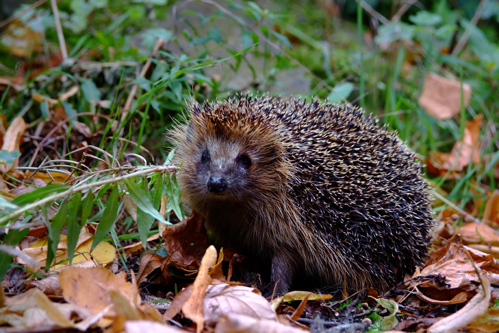 Neugieriger Igel...