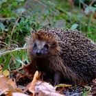 Neugieriger Igel...