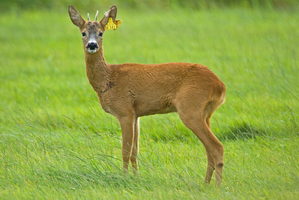 Neugieriger Jährling