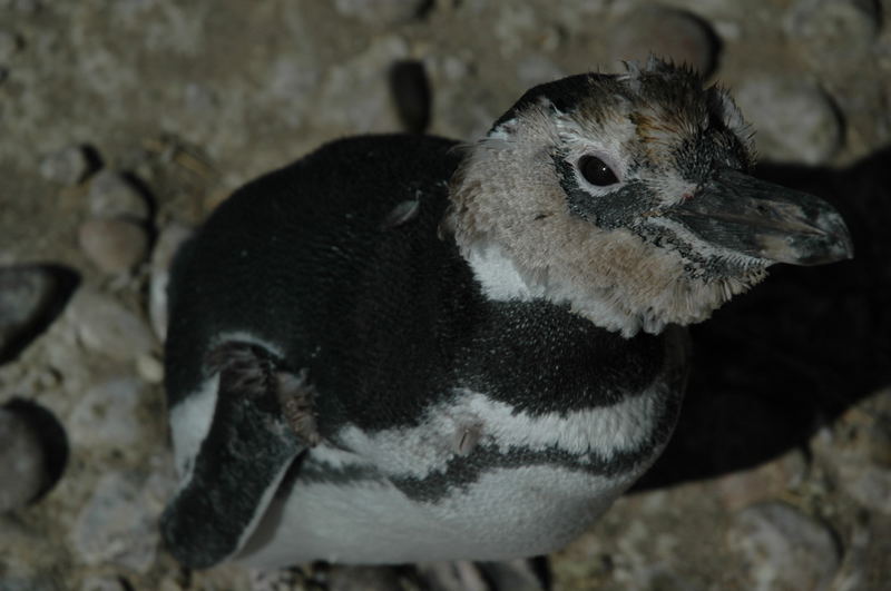 neugieriger junger pinguin