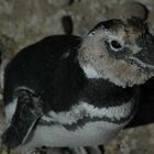 neugieriger junger pinguin