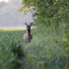 Neugieriger, junger Rehbock...