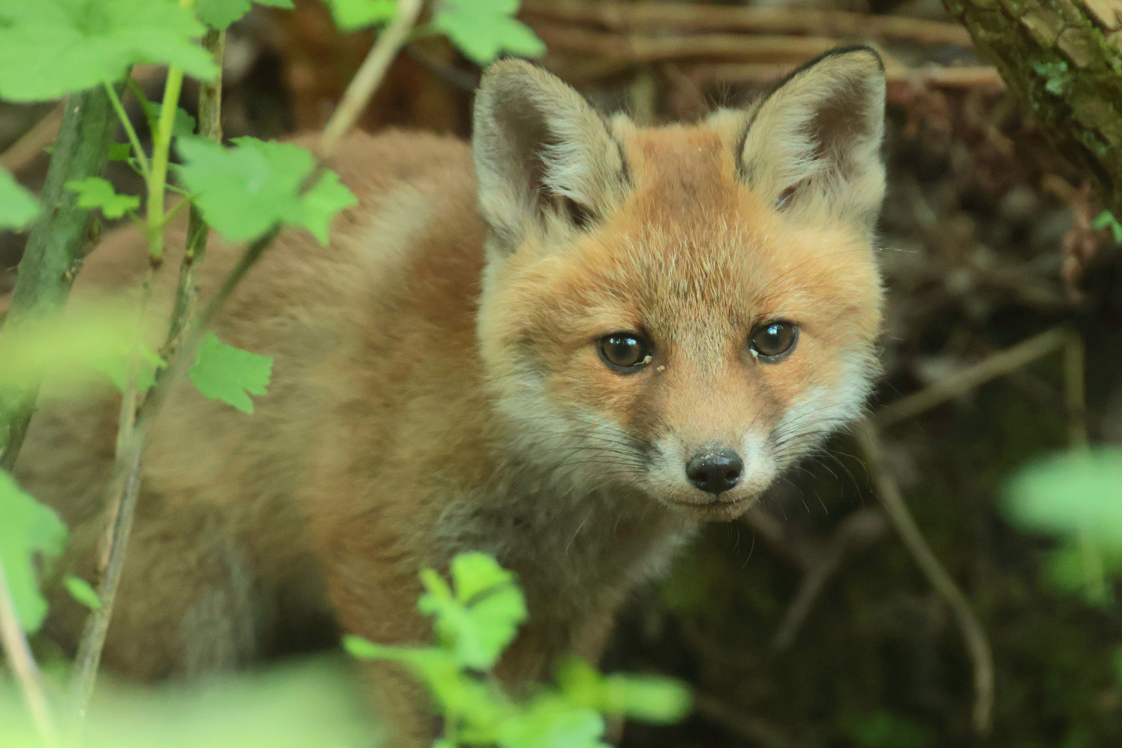 Neugieriger Jungfuchs