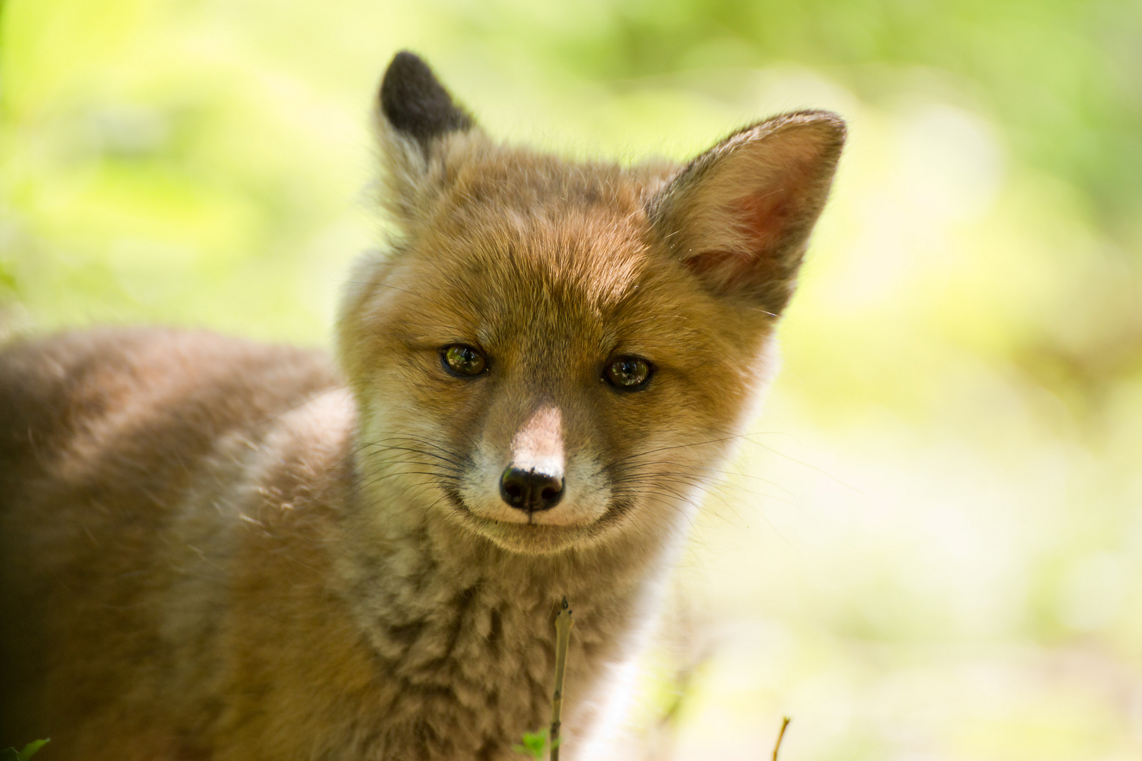 Neugieriger Jungfuchs 2