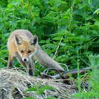 Neugieriger Jungfuchs 