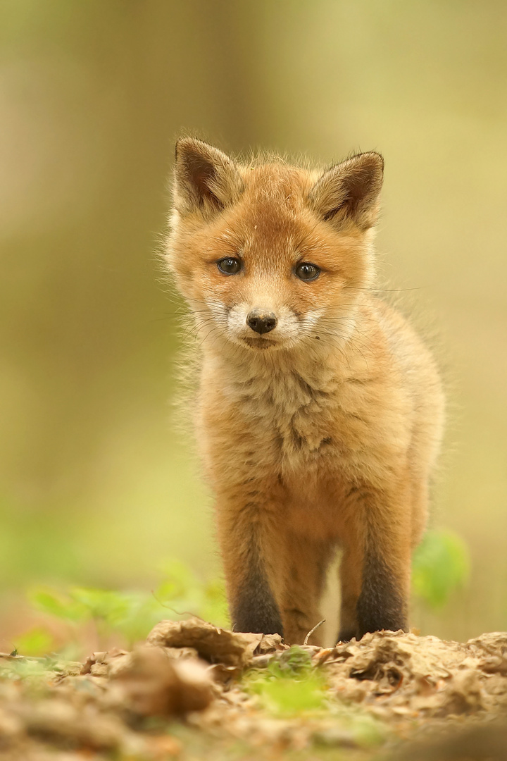 neugieriger Jungfuchs