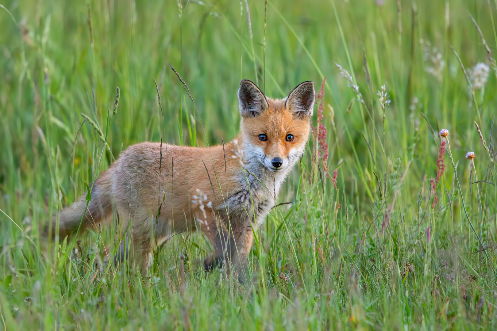 Neugieriger Jungfuchs