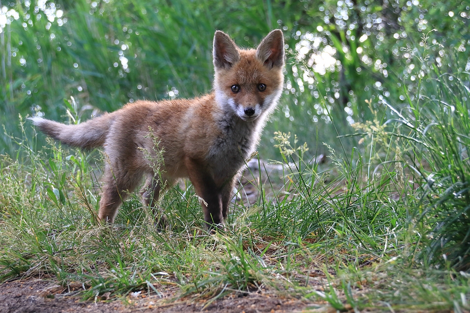 Neugieriger Jungfuchs aus dem Archiv