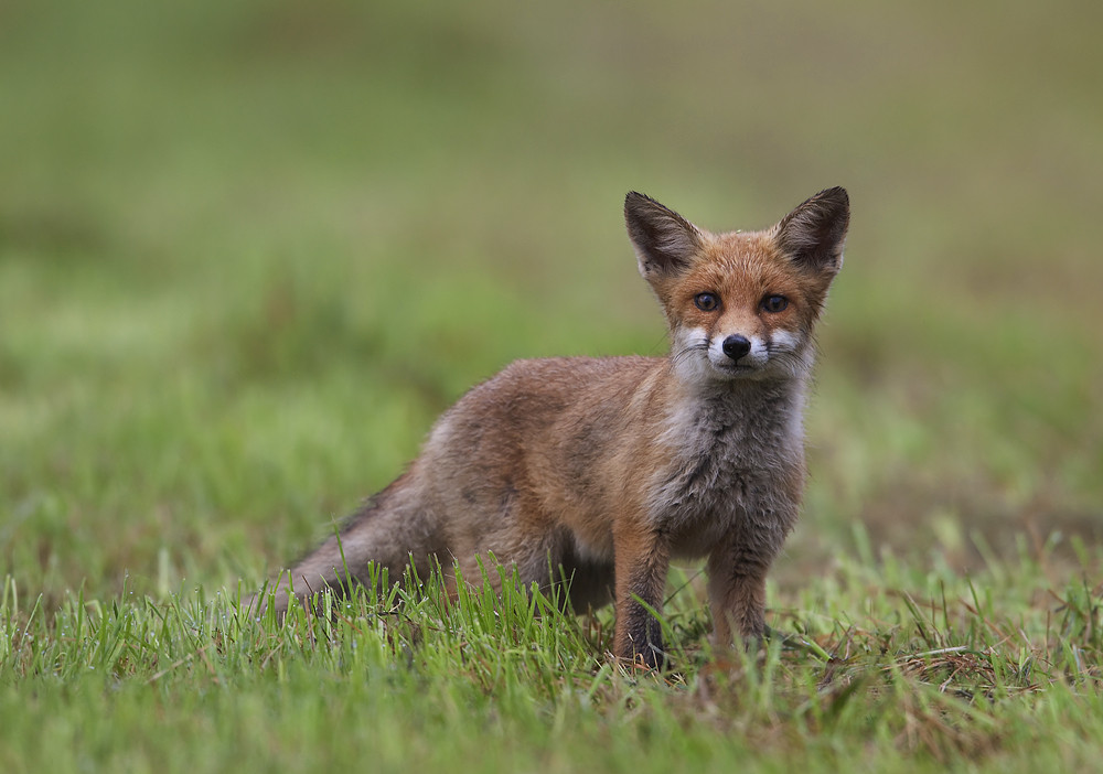 neugieriger Jungfuchs