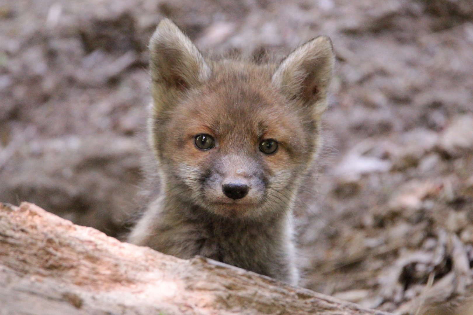 Neugieriger Jungfuchs