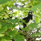 neugieriger Jungvogel ( Elster ) im Nest