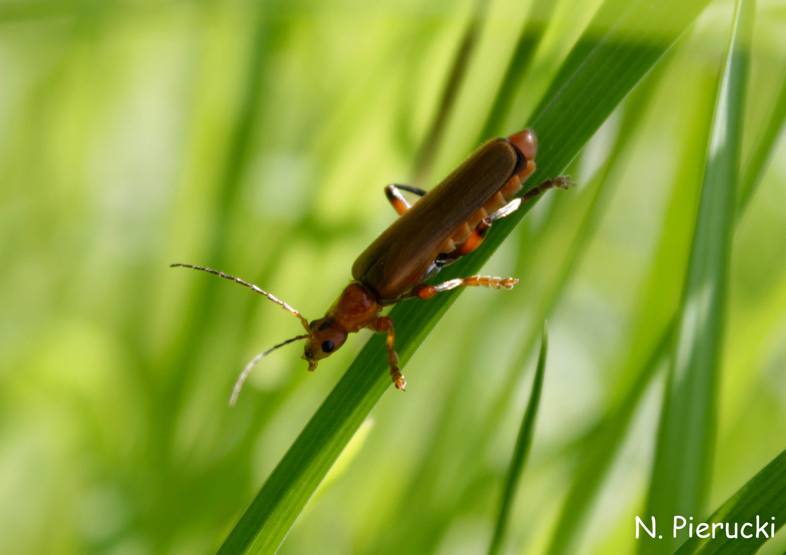 Neugieriger Käfer