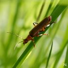 Neugieriger Käfer