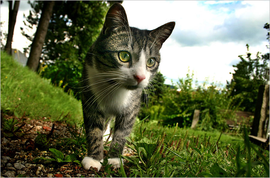 Neugieriger Kater