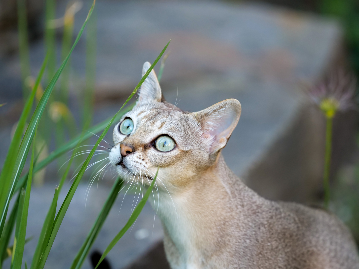 neugieriger Kater 