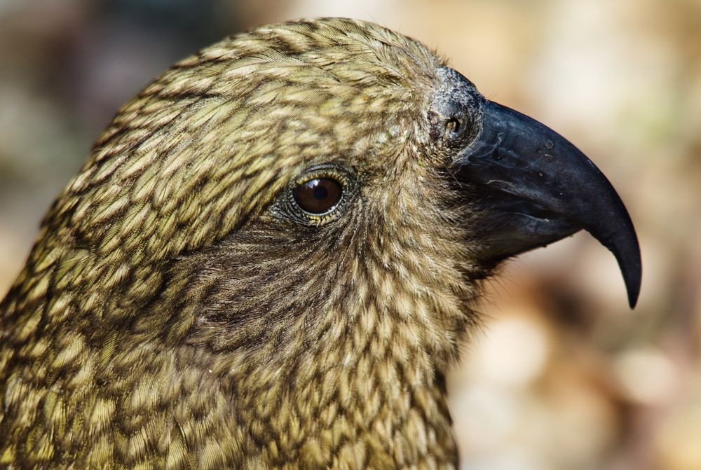 Neugieriger Kea