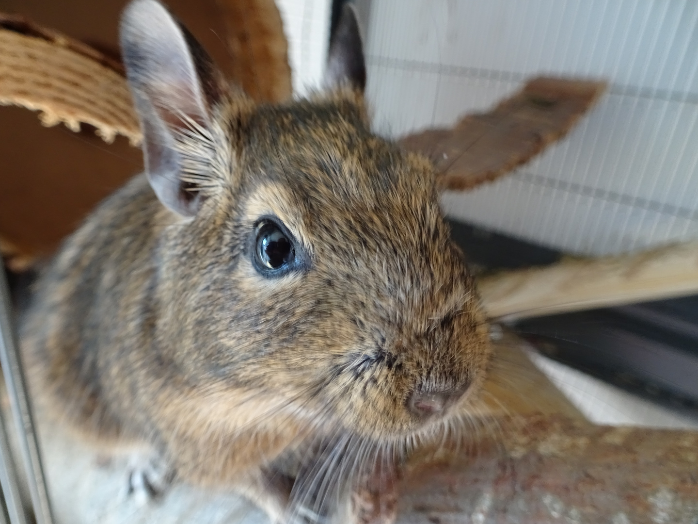 Neugieriger kleiner Degu