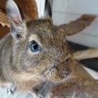 Neugieriger kleiner Degu